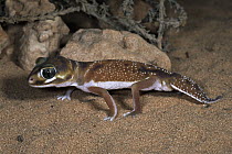 Knob-tailed Gecko (Nephrurus levis) on dunes near Shark Bay, World Heritage Site, Western Australia