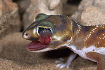 Knob-tailed Gecko (Nephrurus levis) grooming itself, licking eye with tongue, on sand dunes Shark Bay World Heritage Site, Western Australia