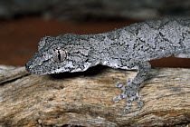 Silver Spinytail Gecko (Diplodactylus strophurus) in tree, Nambung National Park, Western Australia