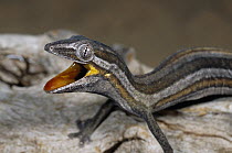 Jean's Spinytail Gecko (Diplodactylus jeanae) threat display, Cape Range National Park, Western Australia