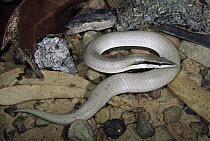 Burton's Snake Lizard (Lialis burtonis), Lichfield National Park, Northern Territory, Australia