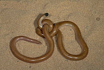 Black-tailed Blind Snake (Ramphotyphlops grypus) in desert sand, defensive posture using tail that looks like head to confuse predators, Cape Range National Park, Western Australia