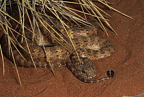 Desert Death Adder (Acanthophis pyrrhus) venomous snake uses tail to lure prey, an example of caudal luring, desert, central Australia