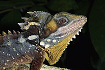 Boyd's Forest Dragon (Hypsilurus boydii) portrait, Queensland, Australia