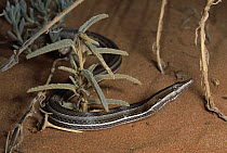 Burton's Snake Lizard (Lialis burtonis) in desert, Australia