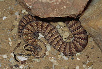Death Adder (Acanthophis antarcticus) venomous snake uses tail to lure prey, captive, Australia