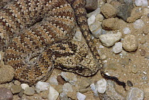 Death Adder (Acanthophis antarcticus) venomous snake uses tail to lure prey, an example of caudal luring, captive, Australia