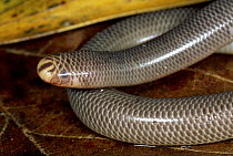 Blind Snake (Ramphotyphlops sp) in the rainforest, Lacey Creek State Forest Park, Queensland, Australia