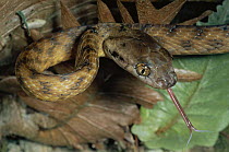 Brown Tree Snake (Boiga irregularis) sensing with tongue in the rainforest, introduced pest, Kuranda State Forest, Australia