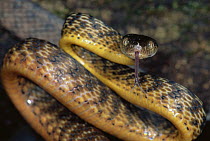 Brown Tree Snake (Boiga irregularis) in defensive display, sensing with tongue in the rainforest, Kuranda State Forest, Australia