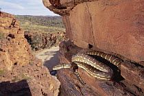 Bredl's Carpet Python (Morelia bredli) on cliff, Trephina Gorge National Park, MacDonnell Range, Australia