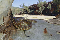 Bredl's Carpet Python (Morelia bredli) on branch of Red River Gum tree, Trephina Gorge National Park, MacDonnell Range, Australia