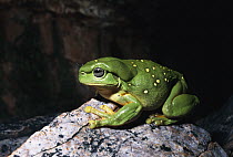 Magnificent Tree Frog (Litoria splendida) in sandstone caves, Western Australia