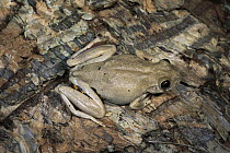 Roth's Tree Frog (Litoria rothii) on Paperbark Tree (Melaleuca quinquenervia), Kakadu National Park, Northern Territory, Australia