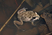 Main's Water-holding Frog (Cyclorana maini) in water, King's Canyon, Watarrka National Park Northern Territory Australia
