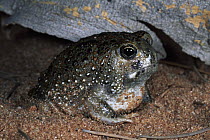 Desert Spadefoot Toad (Notaden nichollsi), Uluru-Kata Tjuta National Park, Ayers Rock, Northern Territory, Australia