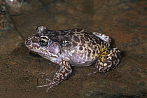 Woodworker Frog (Megistolotis lignarius ) in shallow water in cave, northern and western Australia