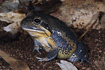 Northern Banjo Frog (Limnodynastes terraereginae) portrait, Queensland, Australia