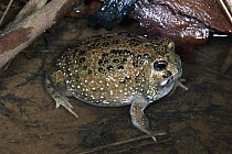 Northern Spadefoot Toad (Notaden melanoscaphus) in shallow water, Kakadu National Park, Northern Territory, Australia