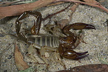 Scorpion, showing claws and tail with venomous stinger, Nambung National Park, Western Australia