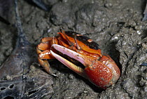Fiddler Crab (Uca sp) in mud, Darwin, Northern Territory, Australia