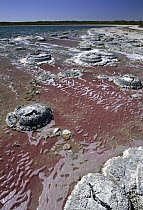 Stromatolites in Lake Thetis, Nambung National Park, Western Australia