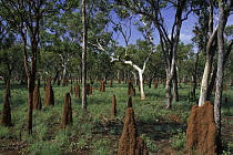 Gum Tree (Eucalyptus sp) woodland and termite mounds, Daly Waters, Northern Territory, Australia