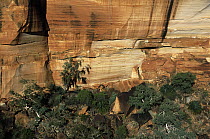 Sandstone cliffs, King's Canyon, Watarrka National Park, Northern Territory, Australia