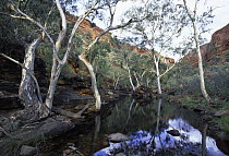 Ghost Gum (Eucalyptus papuana) trees, King's Creek, Watarrka National Park, Northern Territory, Australia