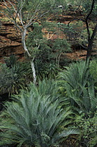 MacDonnell Ranges Cycad (Macrozamia macdonnellii) growing in the MacDonnell Range, Garden of Eden, King's Canyon, Watarrka National Park, Northern Territory, Australia