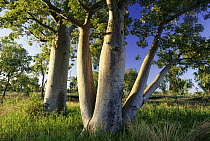 Australian Baobab (Adansonia gregorii) trees, Kimberley, Western Australia