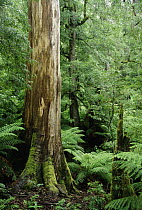 Mountain-ash (Eucalyptus regnans) and Southern Beech (Nothofagus sp) in temperate rainforest, Yarra Ranges National Park, Victoria, Australia