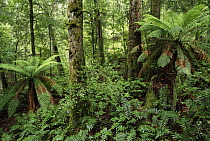 Mountain-ash (Eucalyptus regnans) and Southern Beech (Nothofagus sp) in temperate rainforest, Yarra Ranges National Park, Victoria, Australia