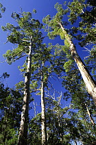 Karri (Eucalyptus diversicolor) trees, Porongurup National Park, Western Australia