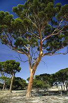 Salmon Gum (Eucalyptus salmonophloia), Western Australia