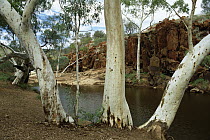 Ghost Gum (Eucalyptus papuana) tree, Pilbara region, Western Australia