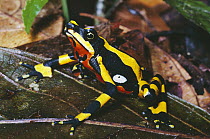 Harlequin Frog (Atelopus varius) displaying warning coloration, Monteverde, Costa Rica, critically endangered