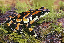 Harlequin Frog (Atelopus varius) female showing warning coloration, Talamancas, Costa Rica