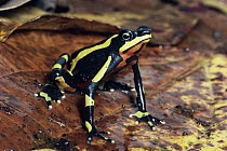 Harlequin Frog (Atelopus varius) female showing warning coloration, Monteverde, Costa Rica