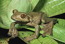 Fringe-limbed Tree Frog (Ecnomiohyla fimbrimembra) has enlarged feet for gliding, Costa Rica