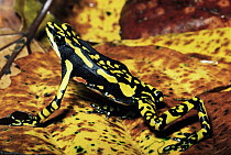 Harlequin Frog (Atelopus varius) displaying warning coloration, Monteverde, Costa Rica