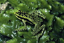 Rancho Grande Harlequin Frog (Atelopus cruciger) displaying warning coloration, Rancho Grande, Venezuela