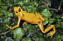 Panamanian Golden Frog (Atelopus zeteki) displaying warning coloration, Panama