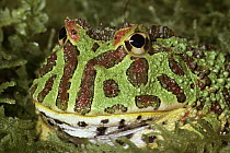Ornate Horned Frog (Ceratophrys ornata) portrait, South America