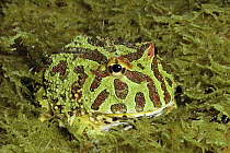 Ornate Horned Frog (Ceratophrys ornata) in moss, South America