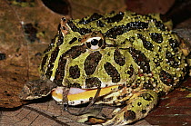 Ornate Horned Frog (Ceratophrys ornata) swallowing an anole, South America