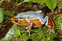 Harlequin Frog (Atelopus varius) male and female in amplexus, South America
