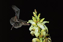 Geoffroy's Tailless Bat (Anoura geoffroyi) visiting an epiphytic Bromeliad (Vriesia sp) note pollen on head and shoulders, Costa Rica