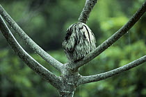 Three-toed Sloth (Bradypus infuscatus) silver-backed male asleep in rain, Panama