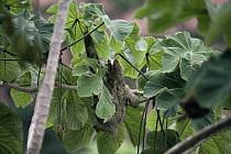 Three-toed Sloth (Bradypus infuscatus) female feeding on Cecropia sp leaves, Panama